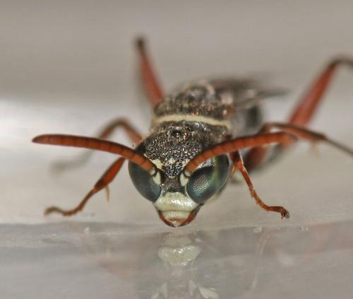 Ceropales cribrata